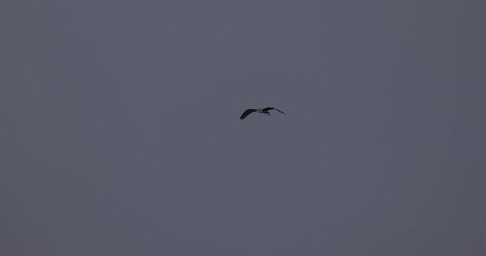 One grey heron flying in the sky over a lighthouse in thick fog during evening