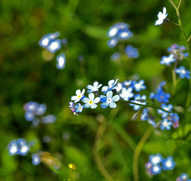 Forget-me-not flowers (Myosotis), a herbaceous plant of the Boraginaceae family. They are famous for their small, delicate flowers, usually a deep blue with a yellow center