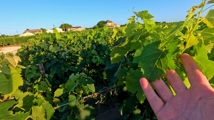 Obraz premium Hand Touching Lush Green Grapevine Leaves in a Bordeaux Vineyard