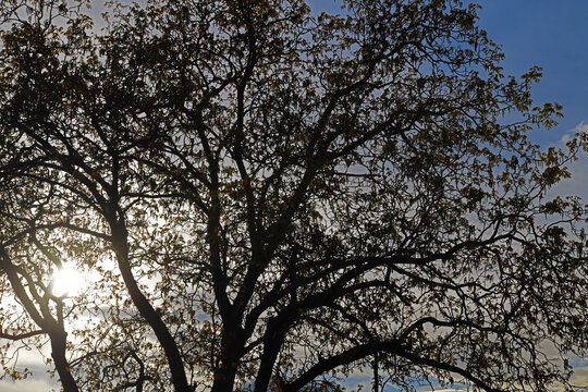 intricate silhouette of a large deciduous tree, against a cloudy sky val di funes south tyrol italy