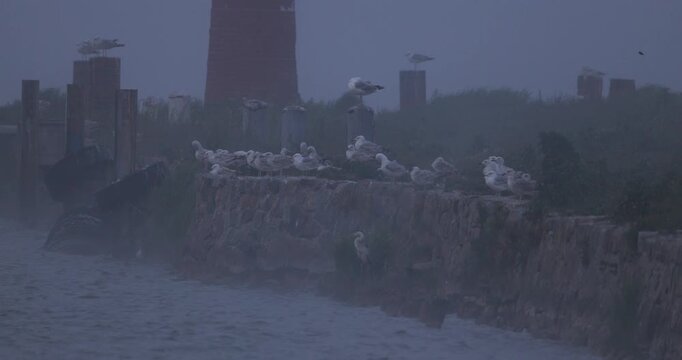 Seagulls and a grey heron standing on a stone pier near a lighthouse in thick evening fog