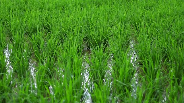 Healthy young rice plants growing in a water-filled paddy field during the early cultivation stage. The image highlights sustainable agriculture, irrigation, crop development