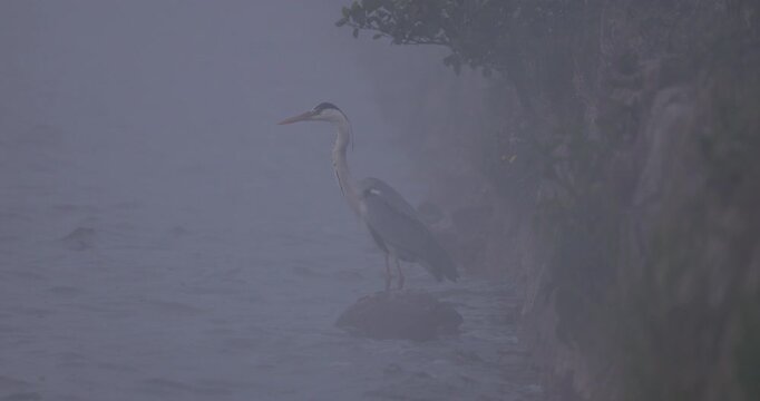 Close up view of a grey heron standing on a rock in thick fog and looking away
