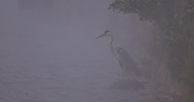 Close up view of a grey heron standing on a rock in thick fog and looking away