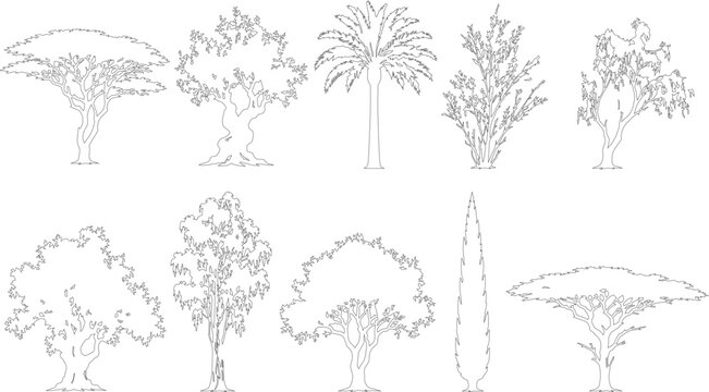 Desert and Mediterranean Tree Silhouettes Set in Elevation View for Architectural Landscape CAD Drawings Isolated on Transparent Background