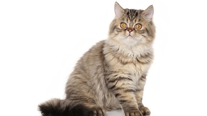 Cute brown tabby cat, feline portrait, domestic animal, kitty close-up © AsifIjazmalik