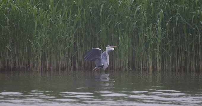 Grey heron taking off from the water and flying towards an open bay
