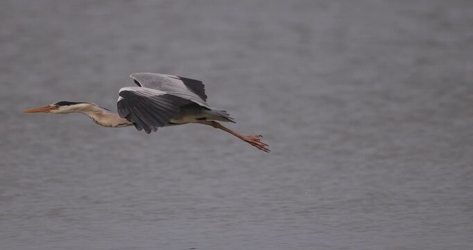 Close up view of a grey heron flying and landing on a concrete shore reinforcement in evening fog