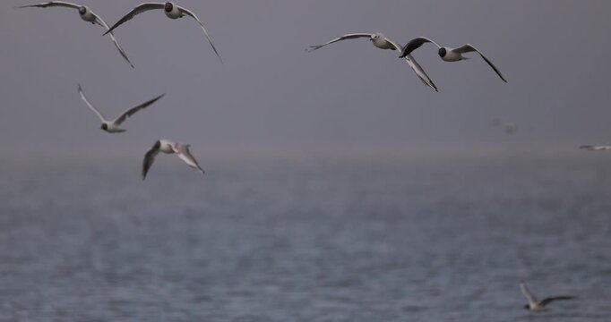 Close up view of a flock of seagulls flying over a bay in thick fog
