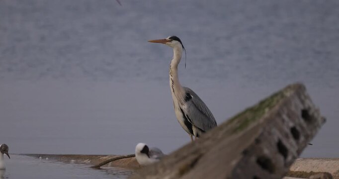 Grey heron and seagulls standing on a concrete shore reinforcement near the water