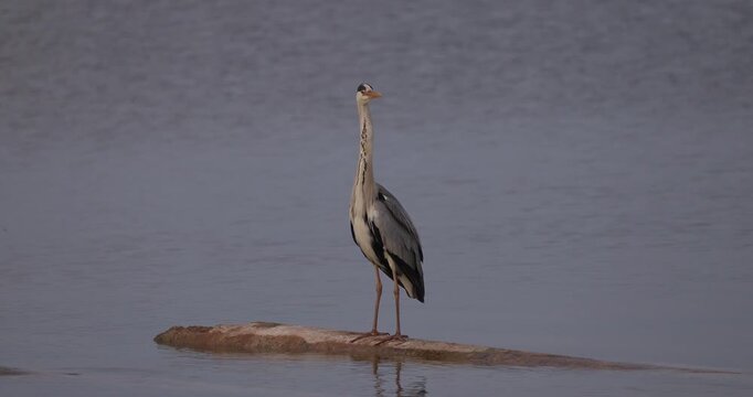 Close up view of a grey heron standing on a concrete barrier in the water, turning its head and looking into the camera  