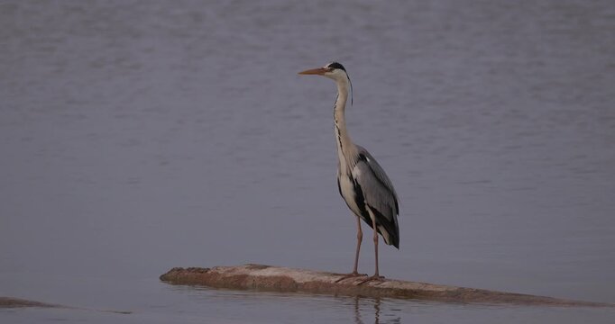 Close up view of a grey heron standing on a concrete barrier in the water, turning its head and looking into the camera  