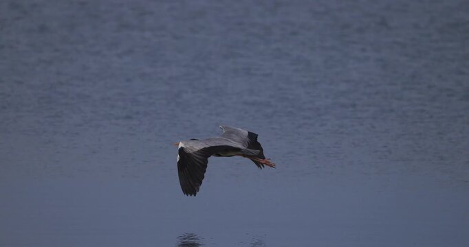 Grey heron flying and landing in the green grass on a pier near a lighthouse