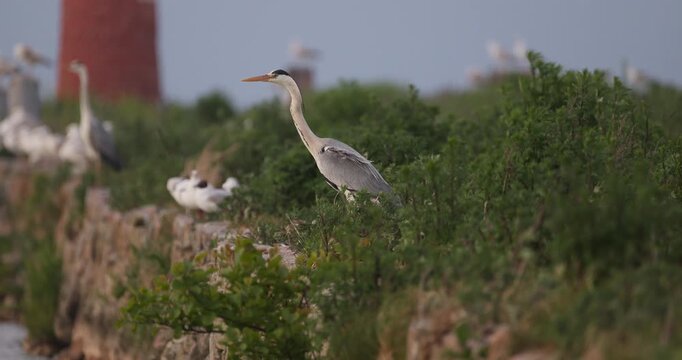 Grey heron standing near a lighthouse with its feathers waving in the wind in slow motion