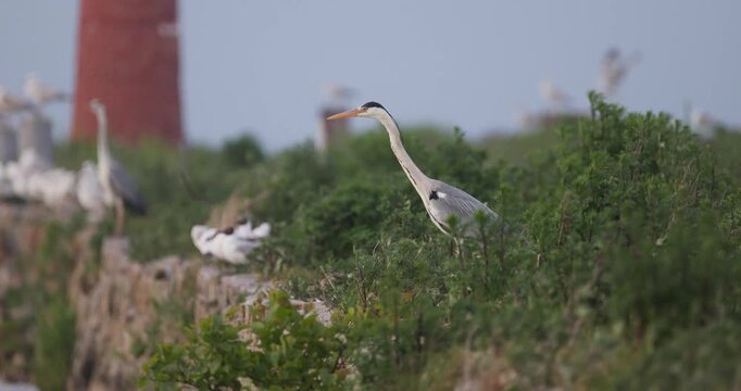 Grey heron standing near a lighthouse with its feathers waving in the wind in slow motion