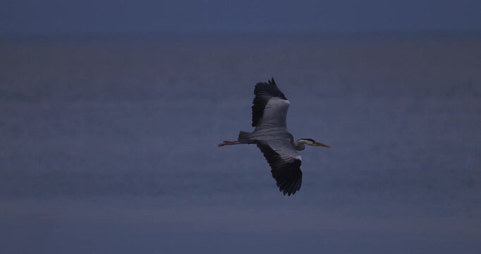 Panning shot of a grey heron flying low over the ripples of a lake