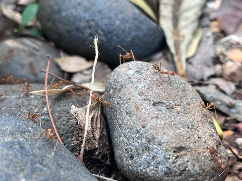 Macro Photo of Ants Walking on River Stones