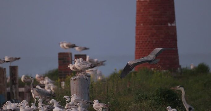 Grey heron flying and landing among a flock of seagulls on a pier near a lighthouse