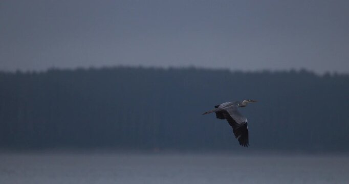 One grey heron flying in the sky over a lighthouse in thick fog during evening