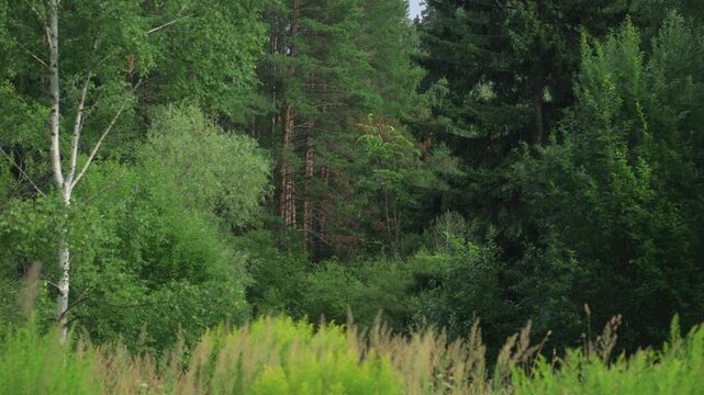 Green forest edge with tall trees and grass