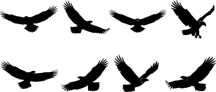 Eagle and hawk bird silhouettes flying and soaring set vector graphic isolated on a clean white background