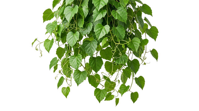 Grape Ivy Foliage Vines Set of green leaves from Javanese treebine or grape ivy Cissus spp a jungle vine and hanging ivy plant bush foliage isolated on a white background with a clipping path