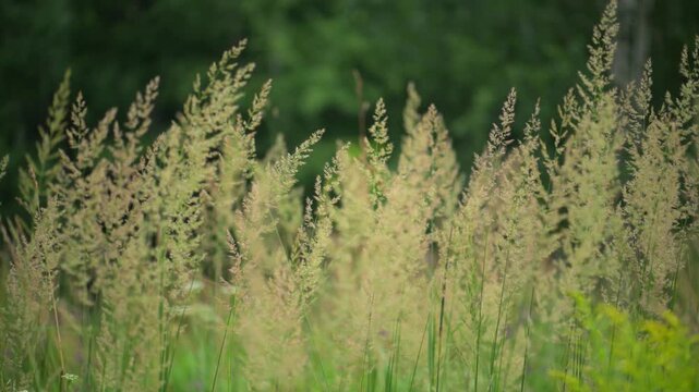 Tall grass seed heads in meadow field