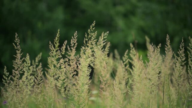 Tall grass seed heads in meadow field