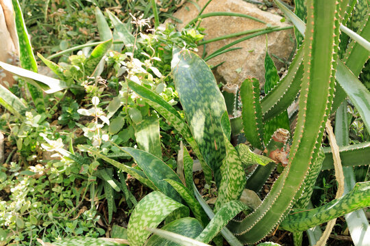 Cacti and green Aloe variegata plants grow together in a garden during sunny weather in a backyard setting