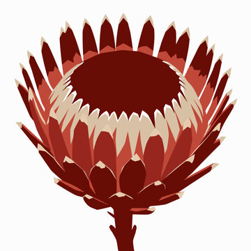 Red King Protea SVG | Exotic Tropical Floral Illustration
