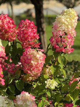 Pink and white hydrangeas blooming in garden under sunlight, suitable for floral background