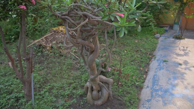 Unique Adenium Bonsai Tree with Intricate Twisted Branches and Exposed Roots in a Garden