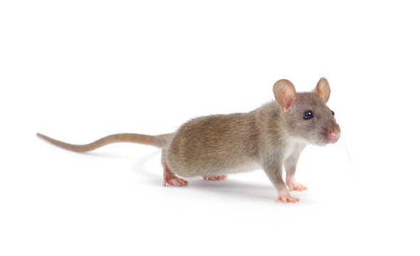 rat isolated on white background