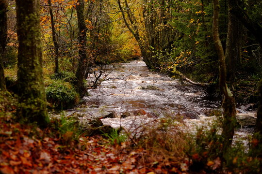 Autumn stream flowing through woodland, Ardennes, Belgium