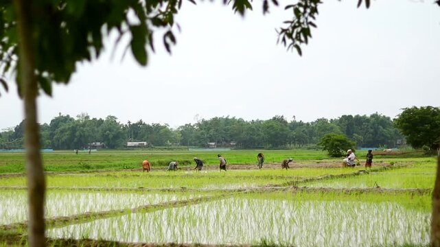 Dibrugarh, Assam, India &ndash; 14 July 2026: Farmers work together planting rice seedlings in flooded paddy fields, capturing traditional agricultural practices and everyday rural life 