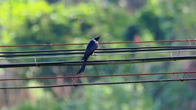 Black drongo bird with long tail feathers perched on electrical utility wires against a lush green bokeh background