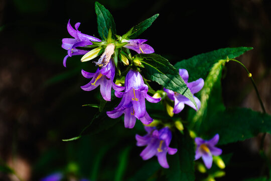fiore