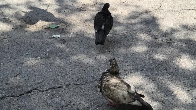 Detailed close-up of a ruffled urban pigeon resting on sun-dappled asphalt. Authentic city wildlife footage capturing everyday bird behavior, ideal for documentary or street-themed projects.