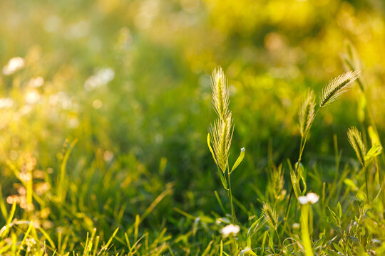 Wild green grass spikelet close up in summer field at sunset background.