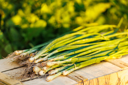 Fresh bunch of green onions with roots on rustic wooden crate.