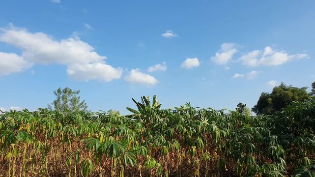 Green and yellowish leaves of the cassava plants gently sway in the breeze under cloudy sky during the dry season.