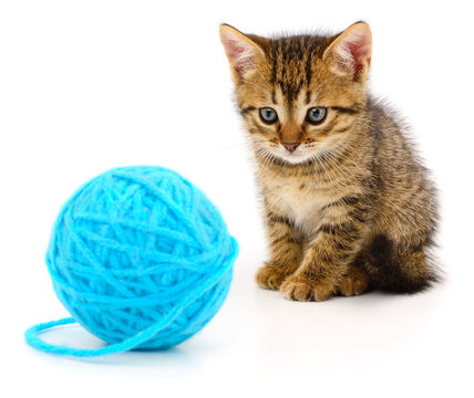 Cute tabby kitten looking at a blue ball of yarn isolated on white background