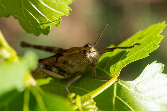 Close-up of a grasshopper walking among the green leaves of an organic vineyard in spring.. Sustainable agriculture and viticulture.