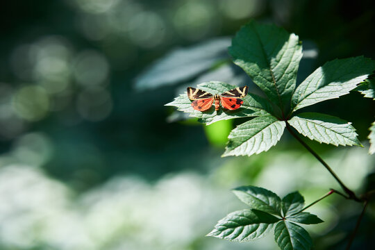 Colorful butterfly on green leaf with copyspace