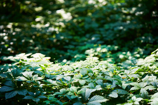 Lush green forest foliage with sunlight background