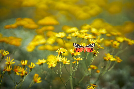 Colorful butterfly on yellow summer wildflowers