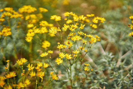 Vibrant yellow wildflowers blooming in sunny meadow field