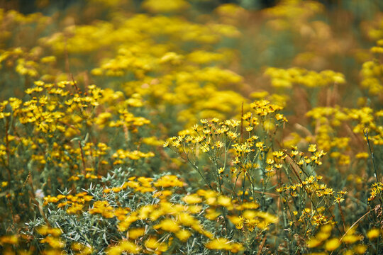 Vibrant yellow wildflowers blooming in sunny meadow field