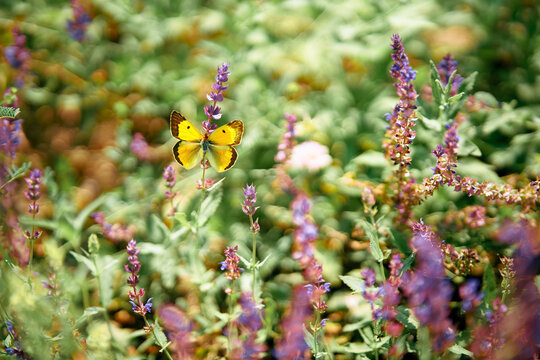Beautiful yellow butterfly on purple sage flowers