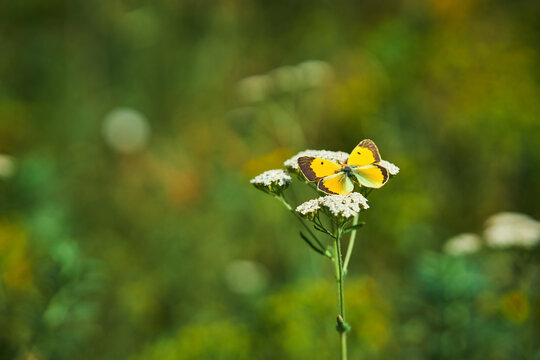 Beautiful yellow butterfly resting on white wildflower blossom